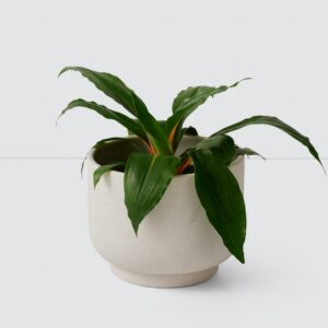 Refined Tonal Stoneware Decorative Planter